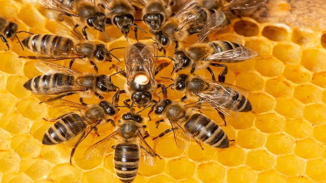 การขยายพันธุ์ผึ้งโพรงไทยลูกผสมเพื่อการเลี้ยงผึ้งในพื้นที่แล้ง จังหวัดพะเยา